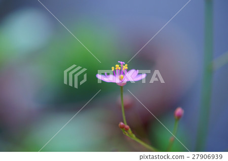Small and cute hazelan Small and cute hazelan 27906939