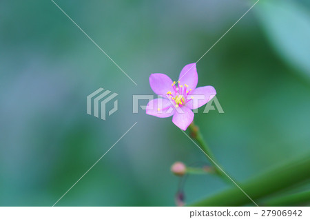 Small and cute hazelan Small and cute hazelan 27906942