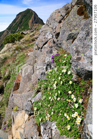 Yatsugatake mountains / Akadake and alpine plants Yatsugatake mountains / Akadake and alpine plants 27907106