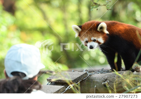 小熊貓 27907273