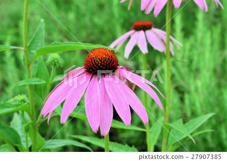 Echinacea Echinacea 27907385
