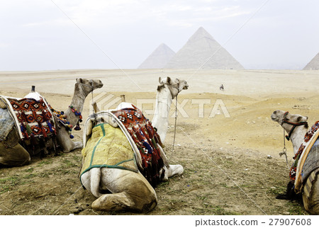 Three camels and the Pyramids of Giza 27907608