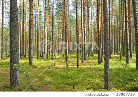 Light pine forest with blueberry bushes and moss 27907739