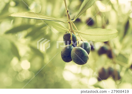 Olive tree with fruits Olive tree with fruits 27908419