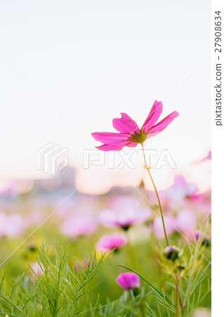 purple flower,plant,flower,grass,Purple flowers 27908634