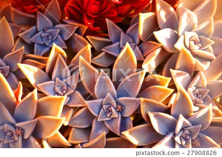 Succulent plants 27908826