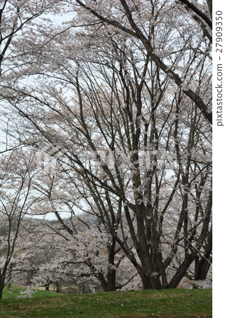 Miyagi · Michinoku Forest lakeside park 27909350