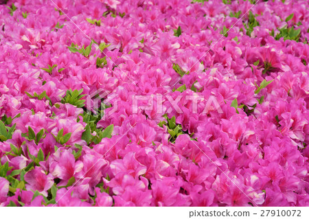 水戶/森巴湖 27910072