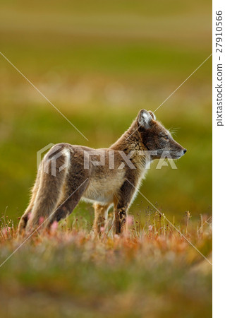 Arctic Fox, Vulpes lagopus, two young, in nature 27910566