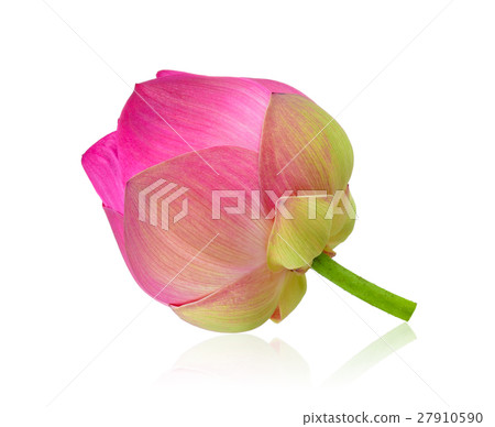 pink lotus on white background 27910590