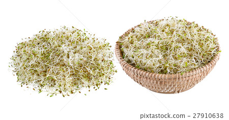Sprouted alfalfa seeds on a white background 27910638