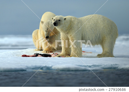 Couple of polar bears tearing hunted bloody seal Couple of polar bears tearing hunted bloody seal 27910686