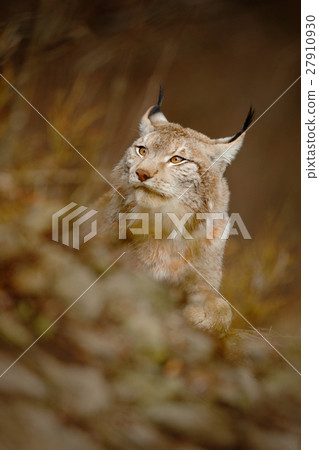 Portrait of Eurasian lynx in the brown grass 27910930