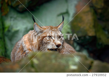 Eurasian Lynx, portrait of cat hidden in stone 27910932