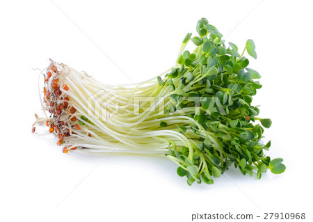 kaiware sprout, japanese vegetable or watercress 27910968
