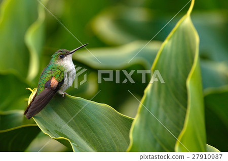 Stripe-tailed Hummingbird sitting on green flower Stripe-tailed Hummingbird sitting on green flower 27910987