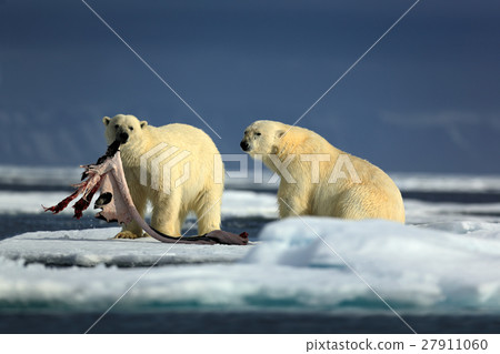 Pair polar bears with seal pelt after carcass 27911060