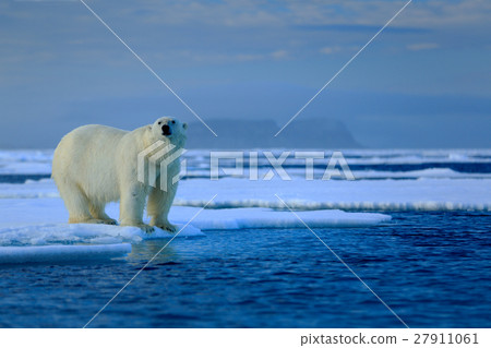 Big polar bear on drift ice edge with snow 27911061