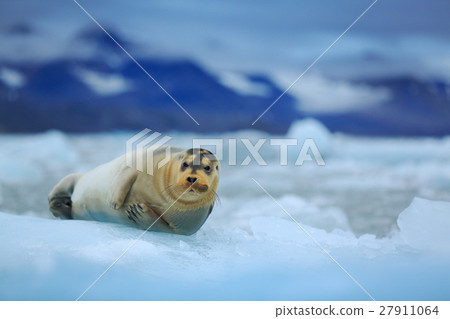 Lying Bearded seal on ice in arctic Svalbard Lying Bearded seal on ice in arctic Svalbard 27911064