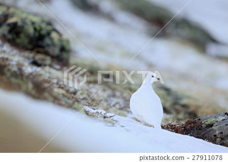 Rock Ptarmigan, Lagopus mutus, white bird sitting 27911078