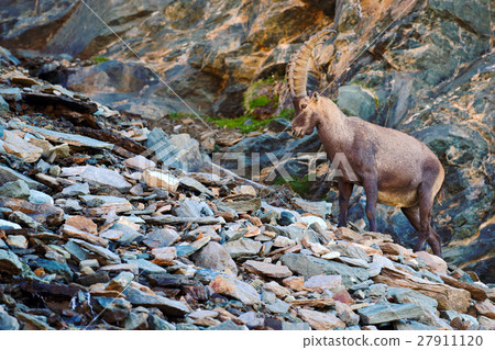 Antler Alpine Ibex, Capra ibex, nature habitat 27911120