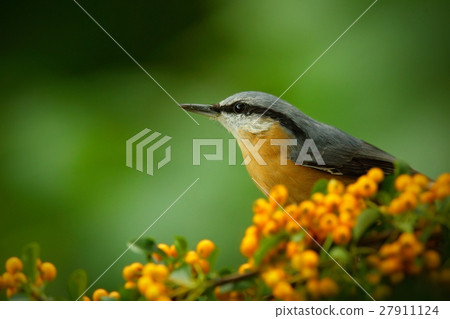 Eurasian Nuthatch, Sitta europaea, yellow 27911124