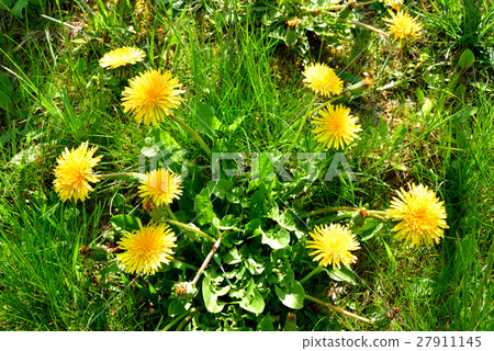 Dandelion flower 27911145