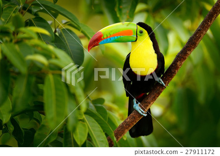 Keel-billed Toucan, Ramphastos sulfuratus, bird 27911172