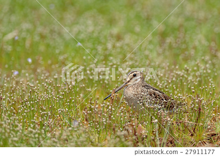 Pin-tailed snipe, pintail snipe Gallinago stenura Pin-tailed snipe, pintail snipe Gallinago stenura 27911177
