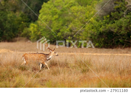 Sri Lanka wildlife. Axis deer Axis ceylonensis Sri Lanka wildlife. Axis deer Axis ceylonensis 27911180