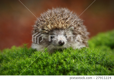 West European Hedgehog in green moss 27911224