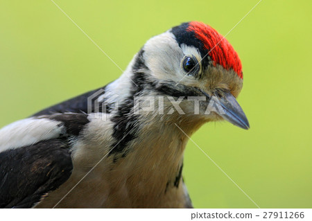 Great Spotted Woodpecker, detail close-up portrait 27911266