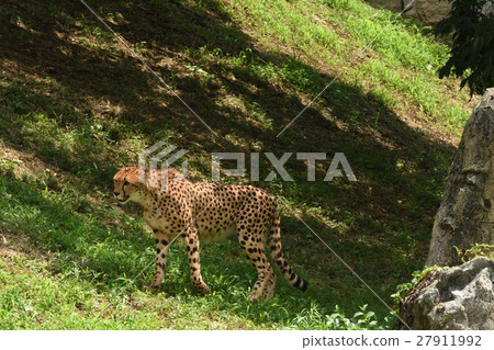 Cheetah Cheetah 27911992