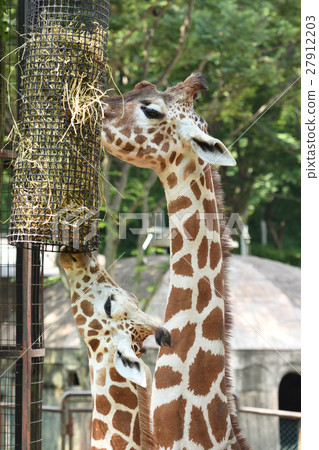 Giraffe Giraffe 27912203