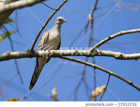 Image of dove bird perched on a tree branch. Image of dove bird perched on a tree branch. 27912728