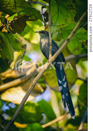 Image of bird perched on a tree branch. 27912729