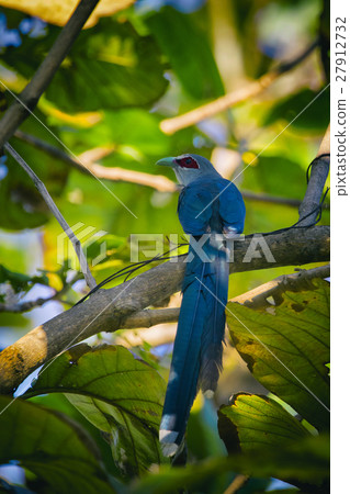 Image of bird perched on a tree branch. 27912732