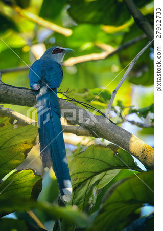 Image of bird perched on a tree branch. 27912733