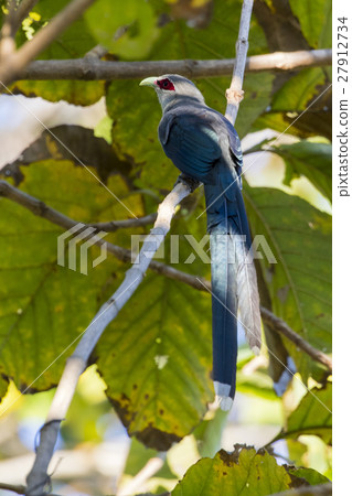 Image of bird perched on a tree branch. Image of bird perched on a tree branch. 27912734