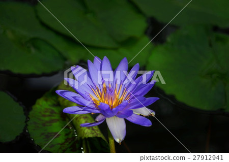 1月熱帶植物熱帶睡蓮·百合土家族136金代植物園 27912941