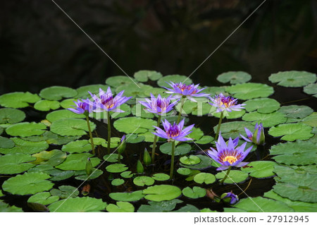 January tropical plant tropical water lily · lily family 138 Jindai Botanic Gardens January tropical plant tropical water lily · lily family 138 Jindai Botanic Gardens 27912945
