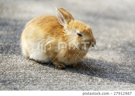 Rabbit Rabbit 27912987