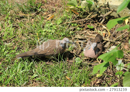 Canopy Bat（馬來西亞）在馬來西亞發現了鴿子 27913239