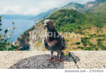 Funny pigeon close up in Italy 27914630