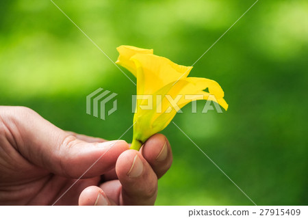 Yellow oleander flower 27915409