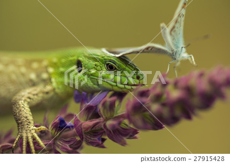 Sand lizard hunting silver-studded blue Sand lizard hunting silver-studded blue 27915428