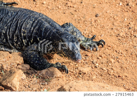 Water monitor lizard 27915463