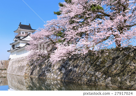 Toyama_Toyama castle and cherry blossoms scenery 27917024