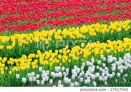 Toyama_ full bloom Tulip field 27917048