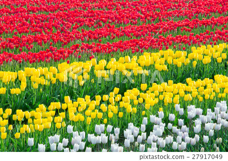 Toyama_盛開鬱金香領域 27917049